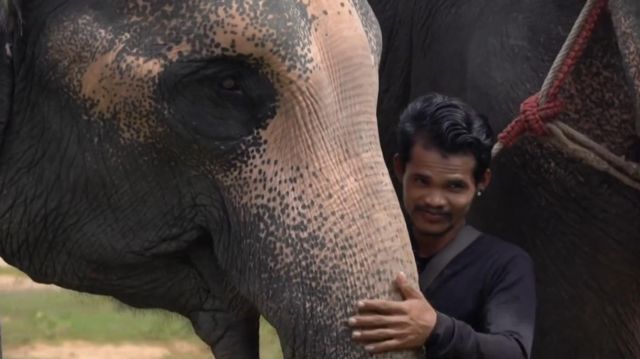 தாய்லாந்து யானை சுற்றுலா