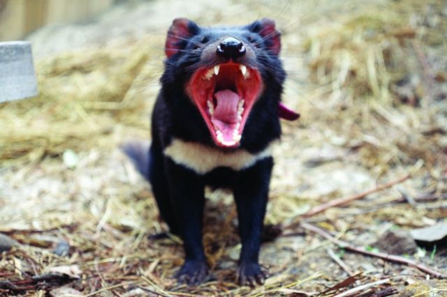 Tasmanian devil