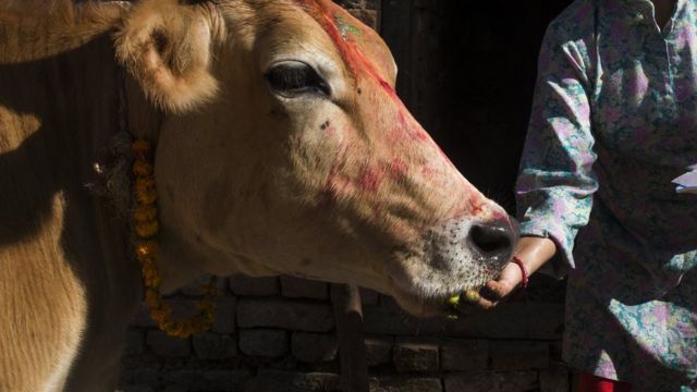Pedagang sapi Muslim di India 'ditembak dan dilempar ke rel kereta