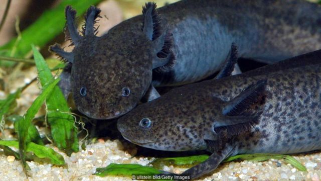 Axolotl Ikan Berkaki Yang Jadi Ikon Mexico City c News Indonesia