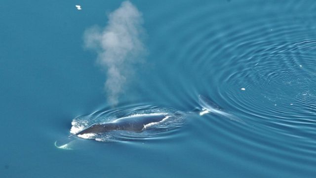 Ballena boreal nadando en Noruega.