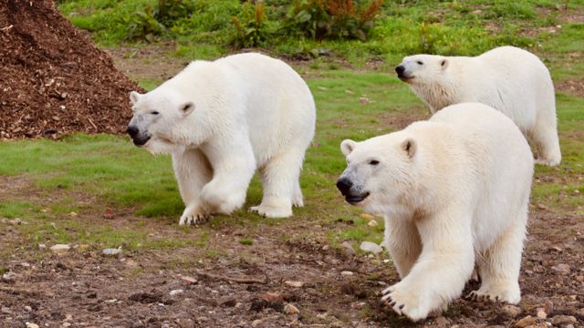 Swedish Polarbears