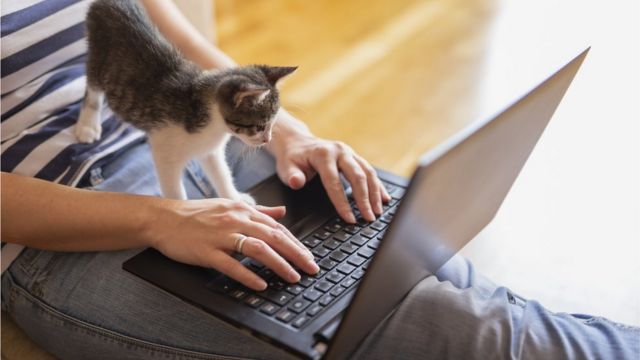 Gato sobre un teclado