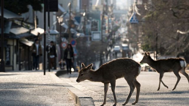 Ciervos en las calles de Nara, Japón.
