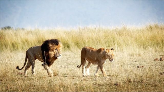 Libaaxyada ku nool kaynta Amboseli