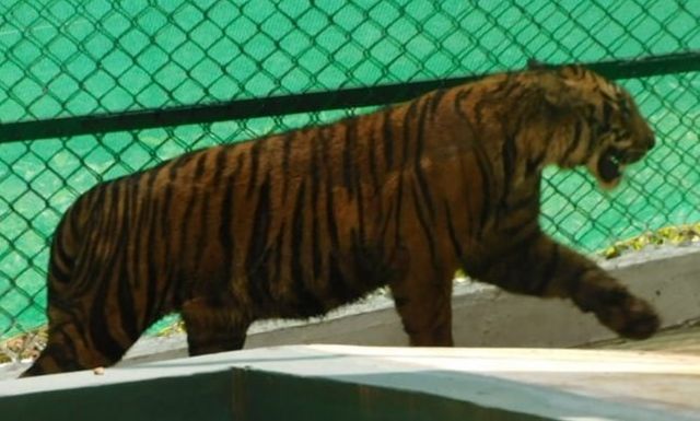 புலிக்குட்டி