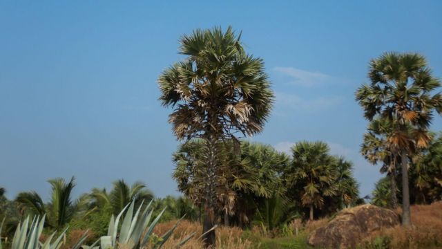 பனை மரங்கள் கடலரிப்பை தடுக்குமா?