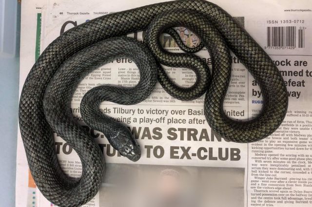 Python found lurking in bathroom toilet in Southend - BBC News