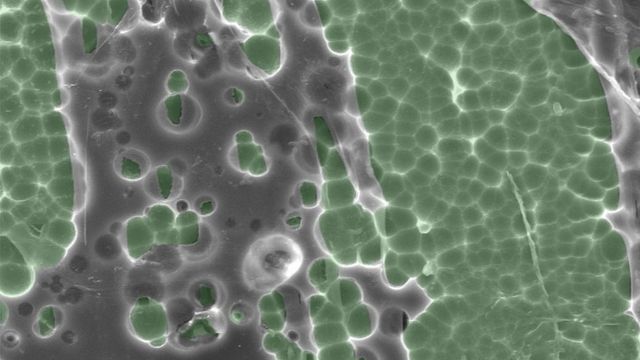 Измененный фермент PETase в течение нескольких дней разлагает пластиковые отходы - изображение с электронного микроскопа