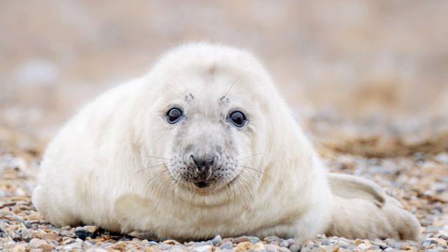 Grey seal pup at Blakeney Point in Norfolk