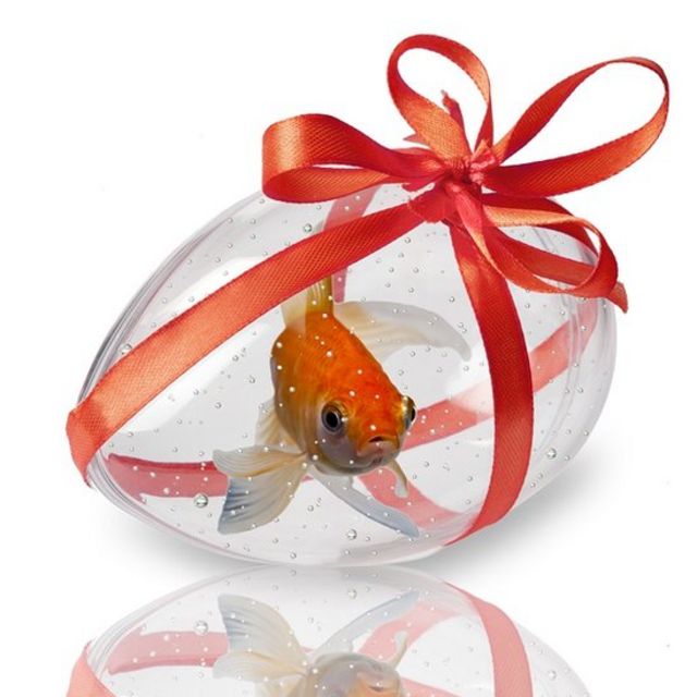 A fishy present: transparent egg shaped fish tank, with a red fish inside, and a red bow