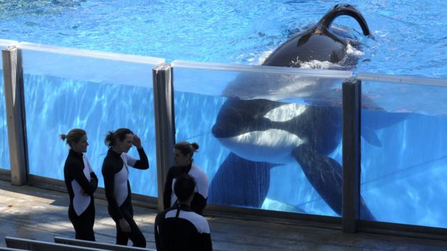 Orca Tilikum