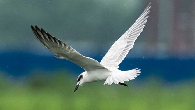 गगाचिलथुडे