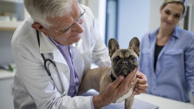 A dog and owner with the vet