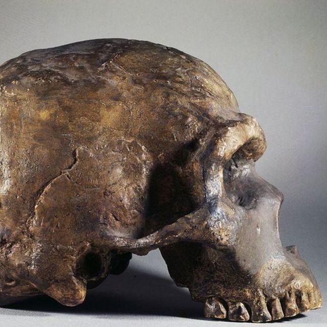 Cráneo de un neandertal.