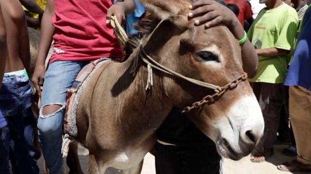 Fahamu Punda Wa Mashindano Anavyotunzwa Lamu - BBC News Swahili