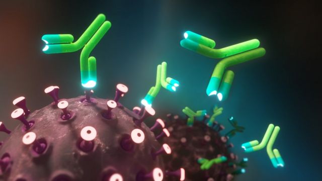 Защита от Covid-19: в Британии начинают испытания терапии антителами - BBC  News Русская служба