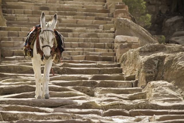 Un burro caminando por las escaleras de las montañas de Petra.