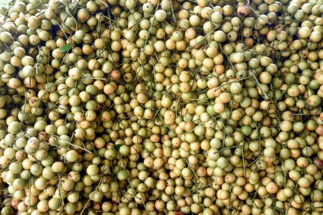 নরসিংদী'র লটকন ফল বাংলাদেশে খুব জনপ্রিয়।