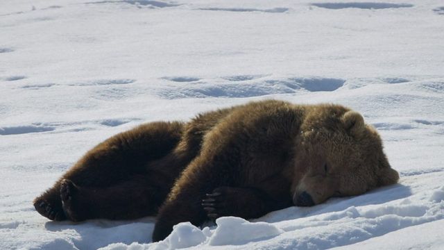 在冰上睡覺的熊