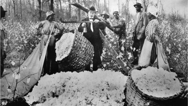 Imagen antigua de esclavos brasileros en un sembrío de algodón.