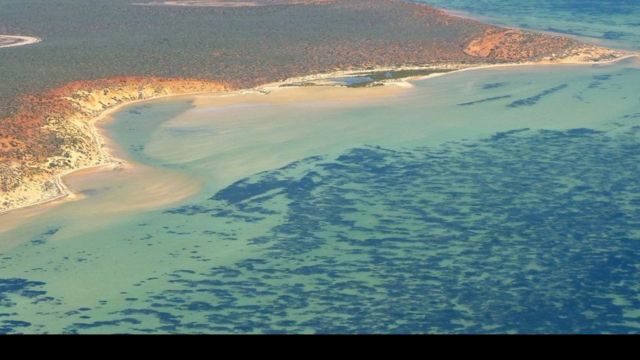 உலகின் மிக நீளமான கடற்புல் தாவரம்