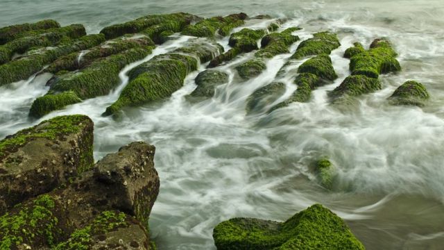 Algues poussant sur la tranchée de pierre de la côte de Taiwan Laomei