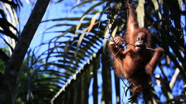 Orangutanes en un refugio de vida silvestre.