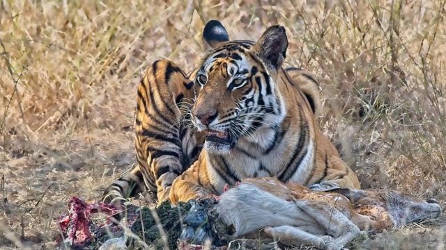 புலிகள் பாதுகாப்பு