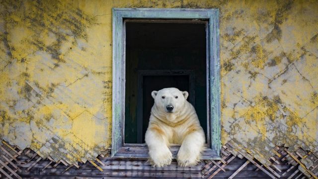 Jogo De Diferenças De Pesquisa Com Animais Selvagens Urso Selvagem