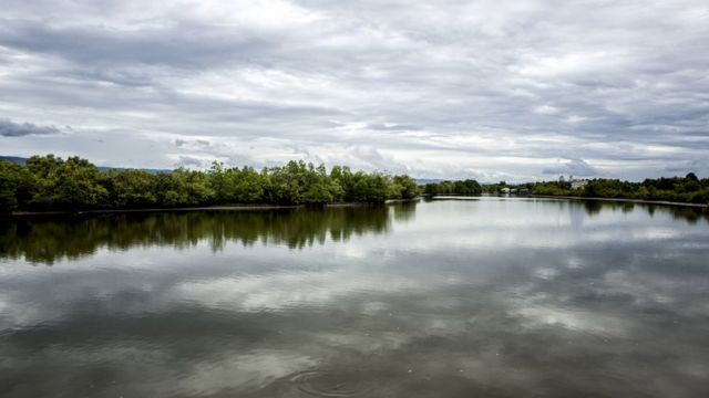 Вид на мангровые заросли в районе Трапанг