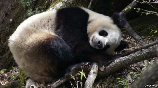 panda lying down
