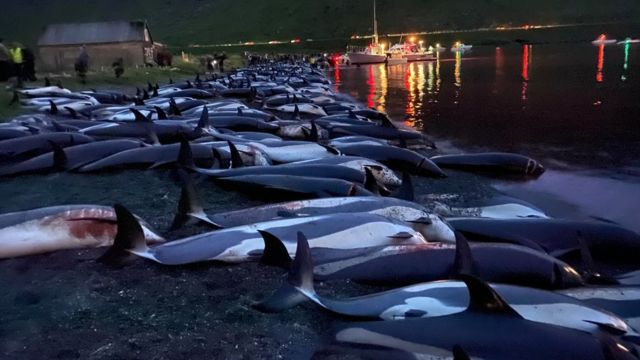Matanza de delfines en Islas Feroe.