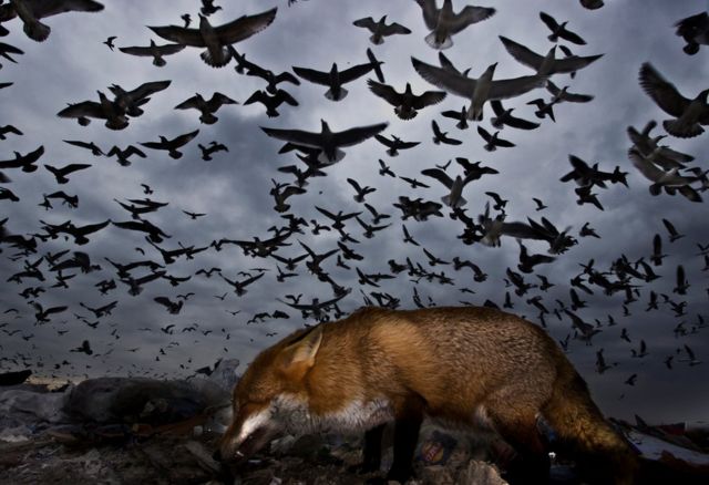 Birds fly above a fox