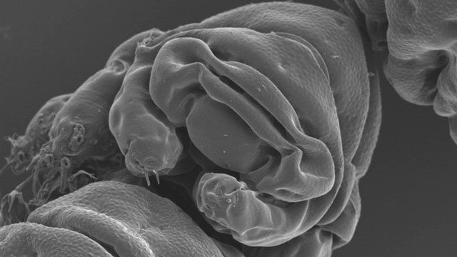 Facial view of the tardigrade, Ramazzottius varieornatus (c) Tanaka S Sagara H Kunieda