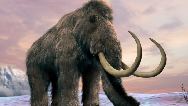 The woolly mammoth (Mammuthus primigenius), or tundra mammoth