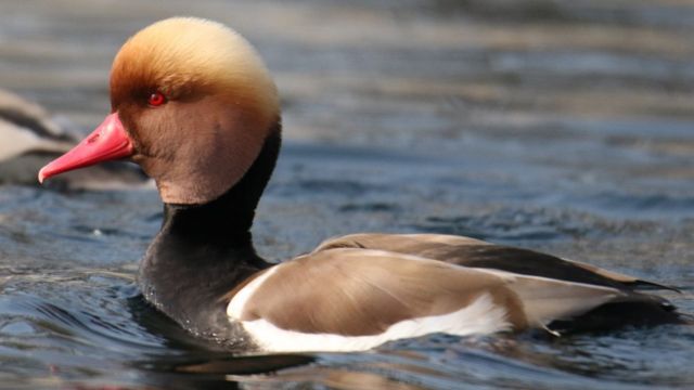 सुनजुरे हाँस