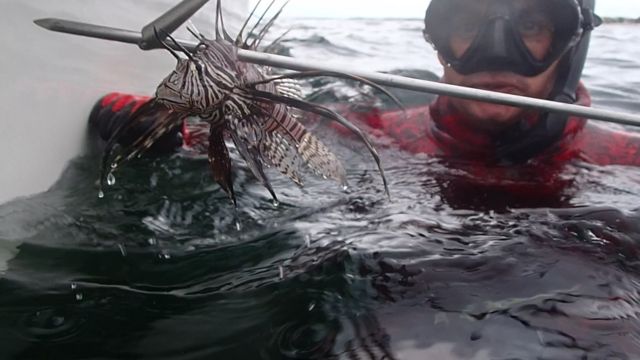 Peixe-leo capturado em arpo  erguido por mergulhador