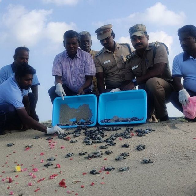 ஆமைக் குஞ்சுகள்