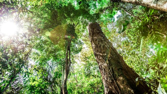 El hallazgo del árbol más alto del Amazonas (y por qué es una incógnita su  gran tamaño) - BBC News Mundo