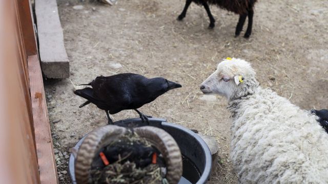 Птица залетела в трубу дома примета