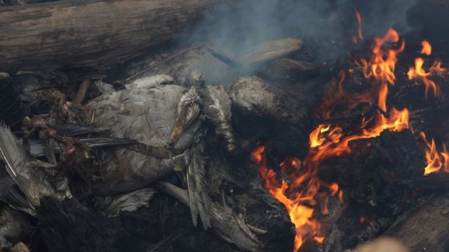 الهند تحرق الطيور المصابة