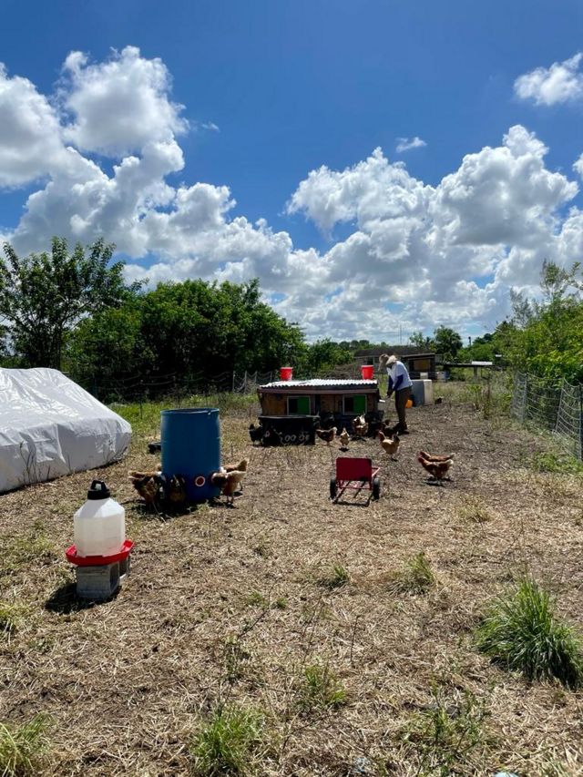 Granja de Guillermo Guerra nos arredores de Miami, onde se vê galinhas ciscando