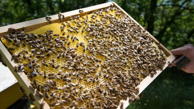 蜂蜜からミツバチ大量死と関連指摘の農薬を検出 cニュース