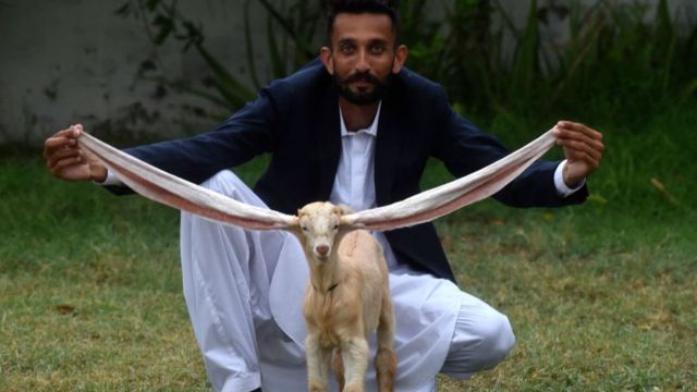 Image shows goat with long ears being held up