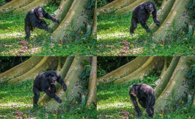 Simpanse di Uganda