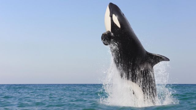 Orca saltando. 