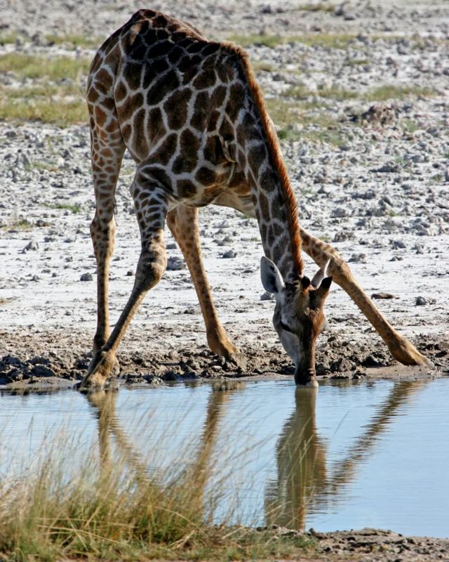 看一眼长颈鹿细长的腿就知道，它们的脚踝不会出现人类高血压患者常见的肿胀(photo:BBC)