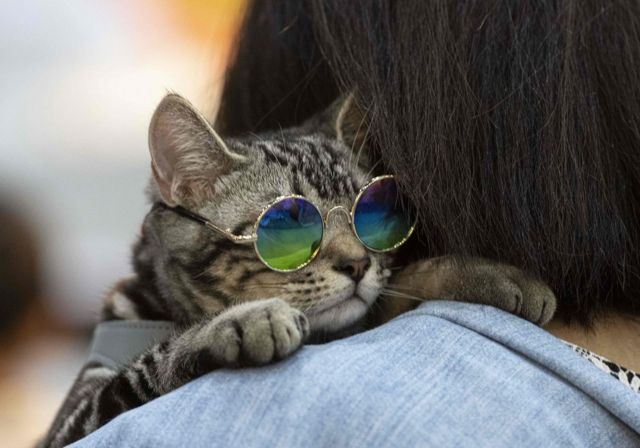 A cat wering glasses leans on the shoulder of its owner at the "Pet Expo Championship" in Bangkok on August 30, 2019.