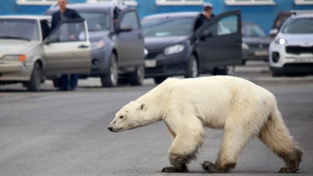 Белый медведь на окраине Норильска